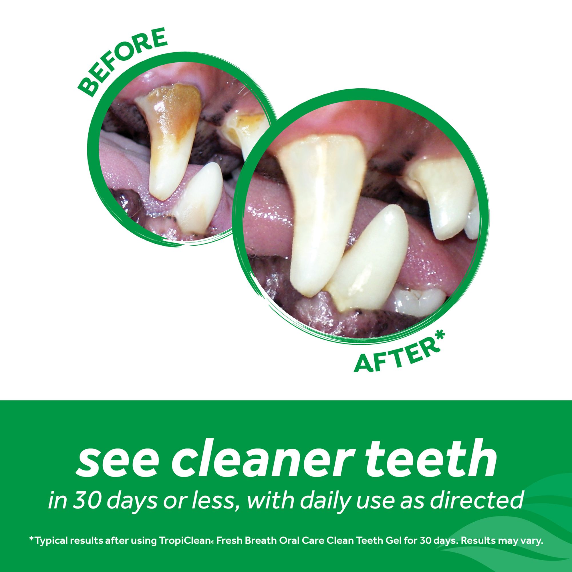 water drops for dogs teeth