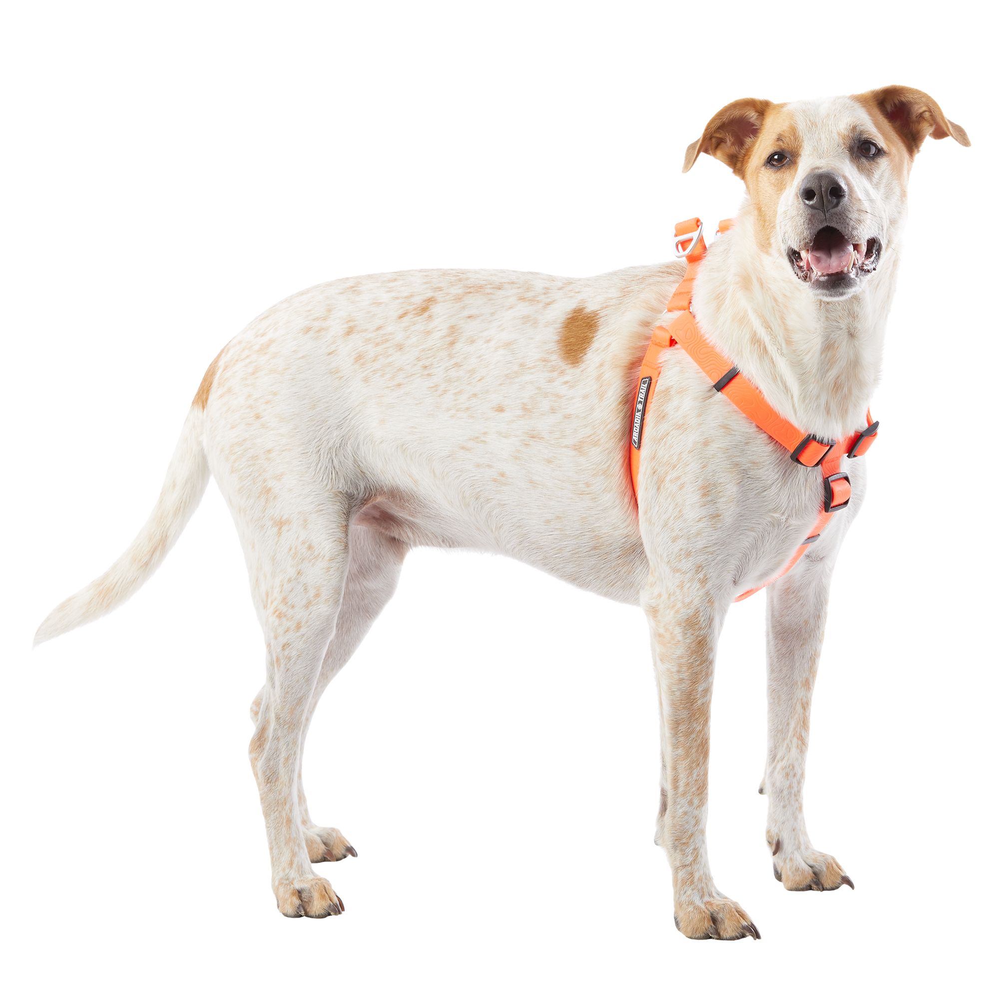 petsmart dog harness