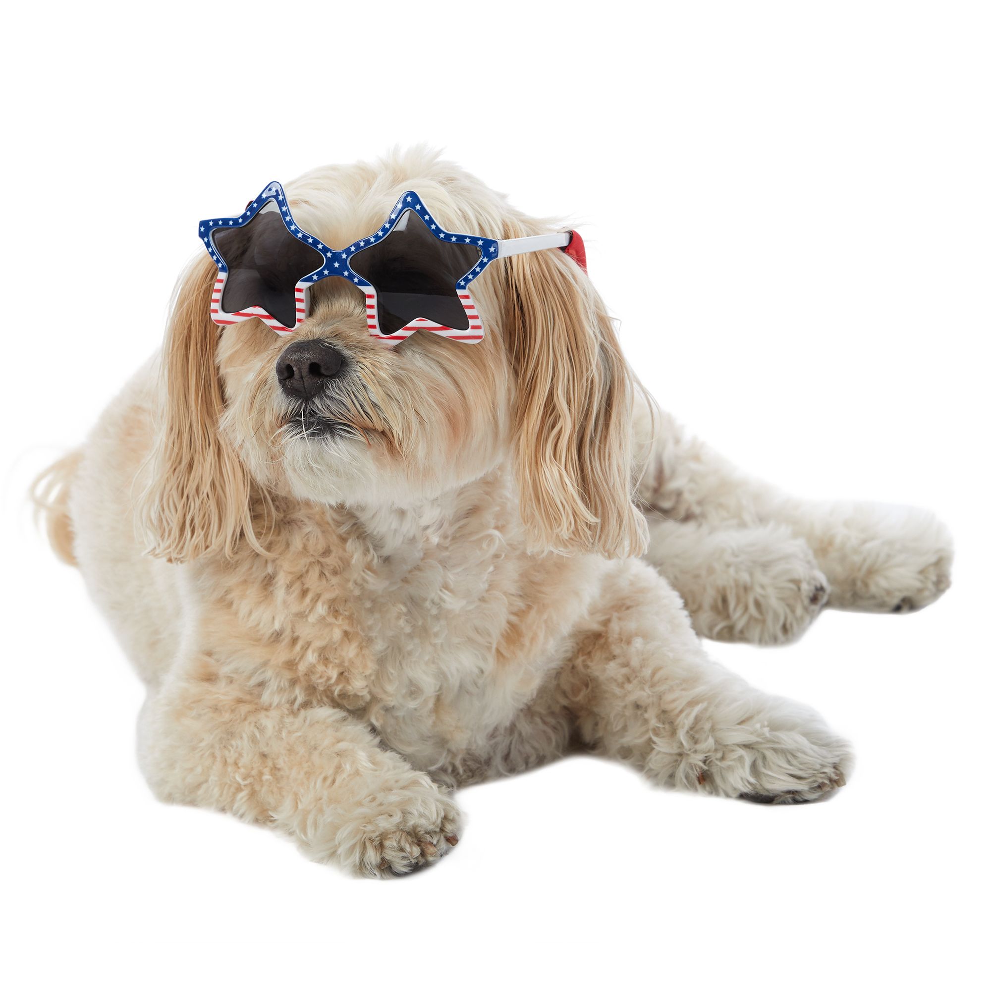Dog Sunglasses Petsmart