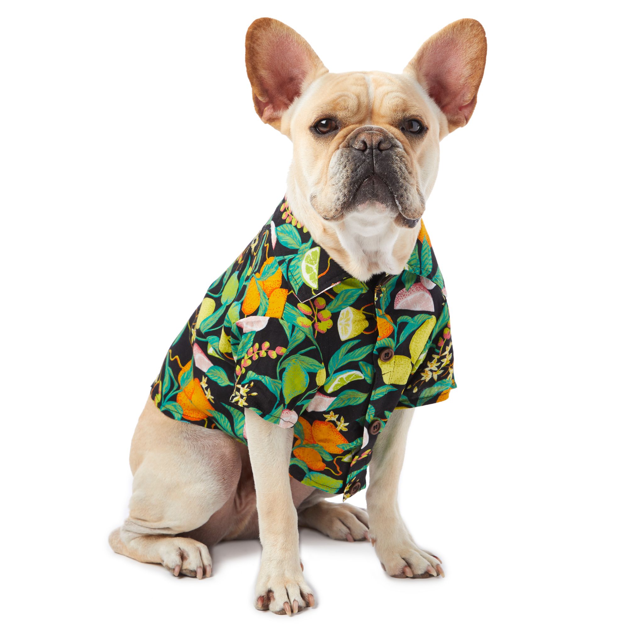 dog button up shirt