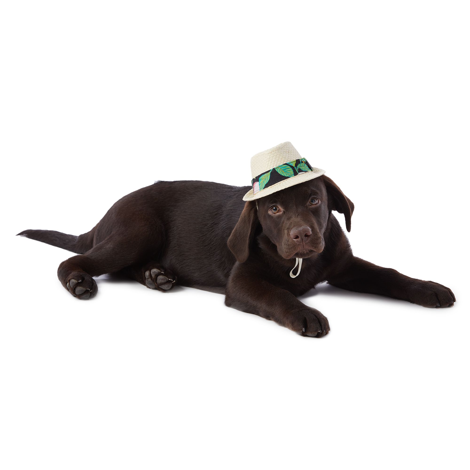 dog birthday hats petsmart