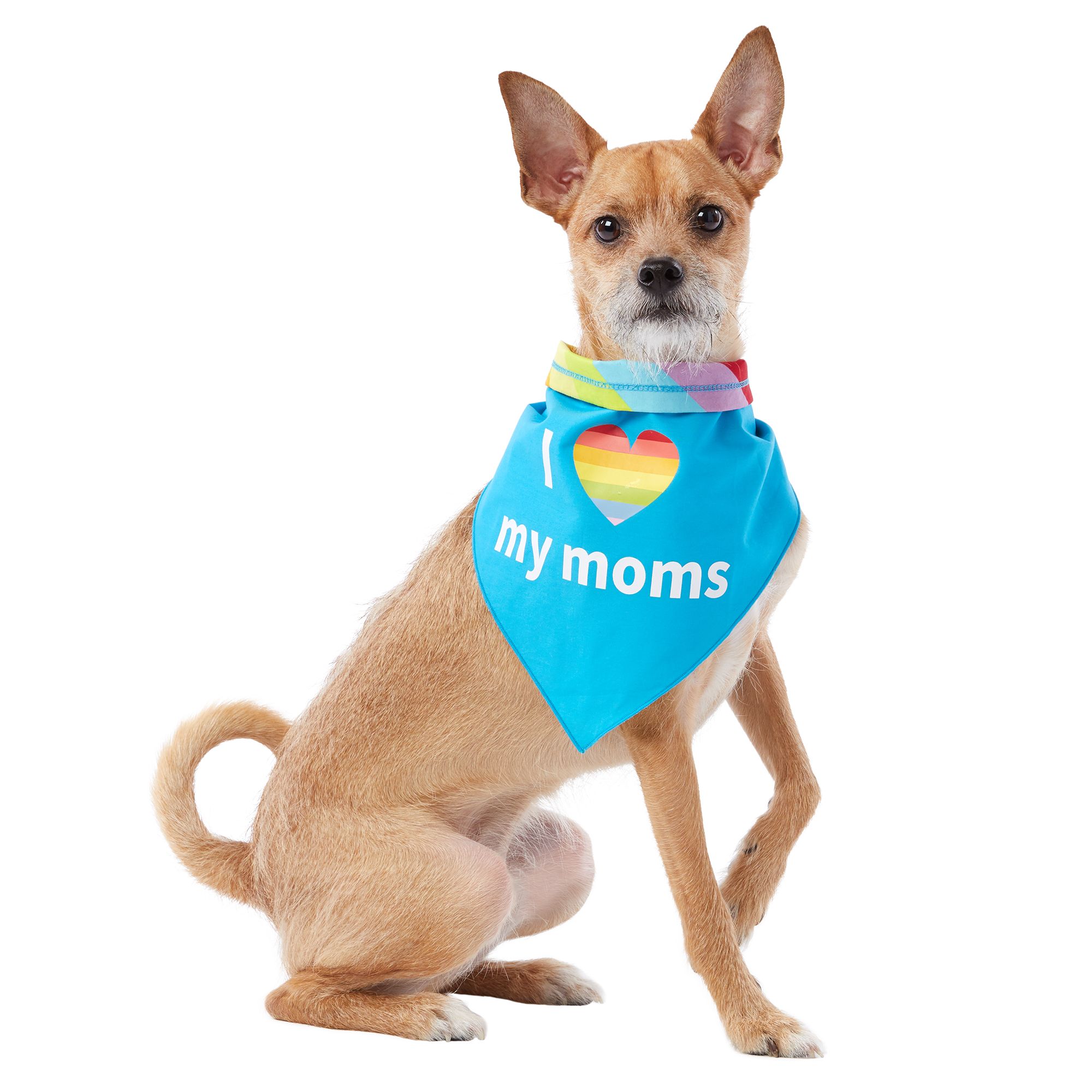 puppy in training bandana