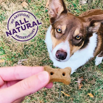 Product Old Mother Hubbard® P-Nuttier Mini Biscuit Dog Treats - Natural