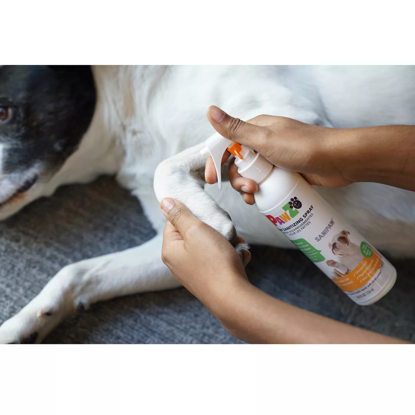 Hand sanitizer on dog paws online