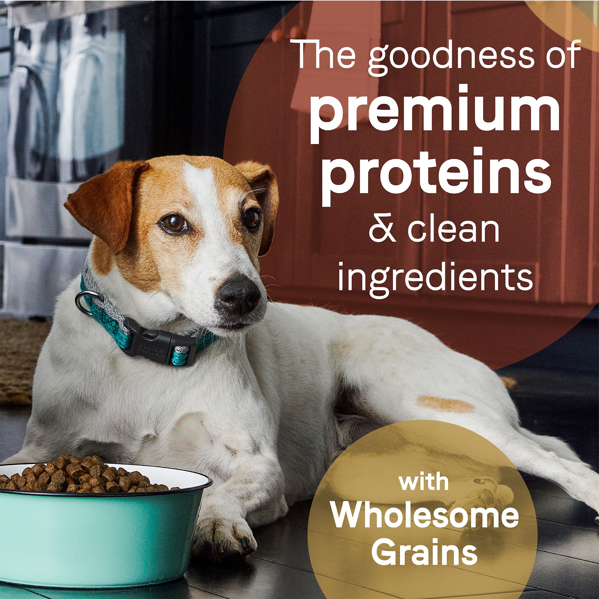 salmon and oatmeal dog food