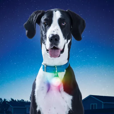 Product Nite Ize® SpotLit® XL Rechargeable Collar Light