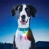 Nite Ize® SpotLit® XL Rechargeable Collar Light image thumbnail 2