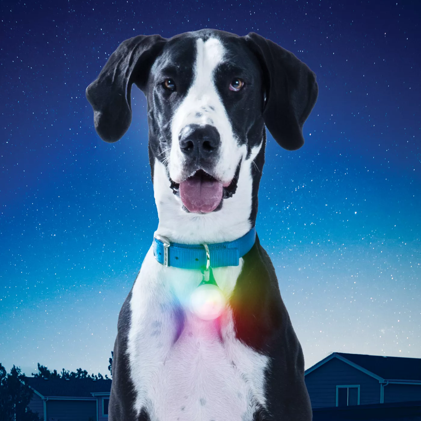 Led dog collar petsmart hotsell