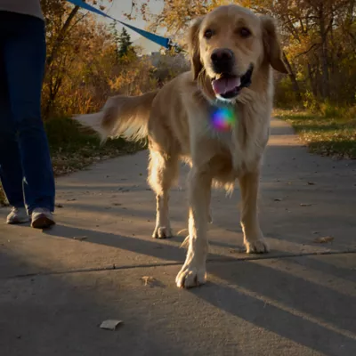 Product Nite Ize® SpotLit® XL Rechargeable Collar Light