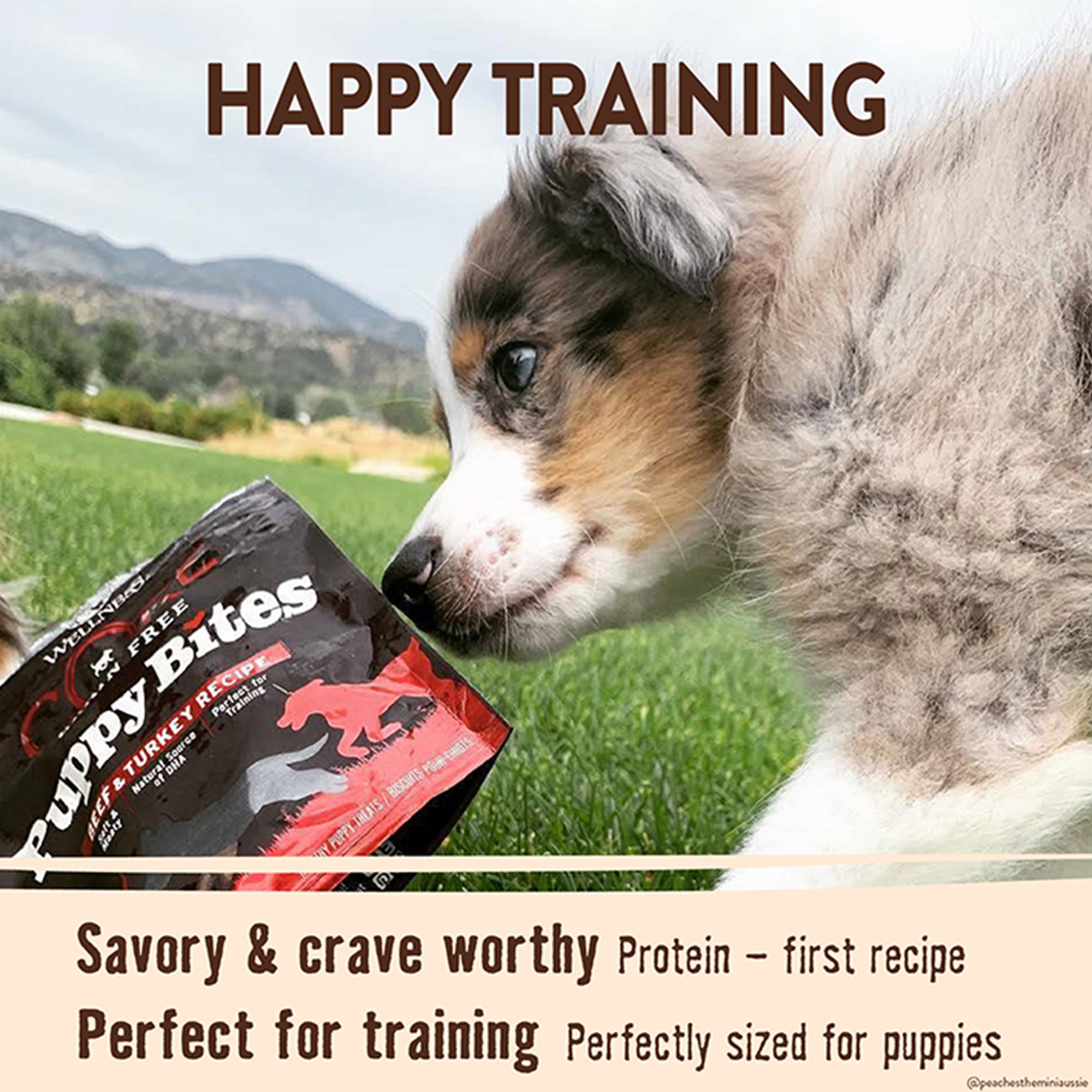 petsmart wellness puppy