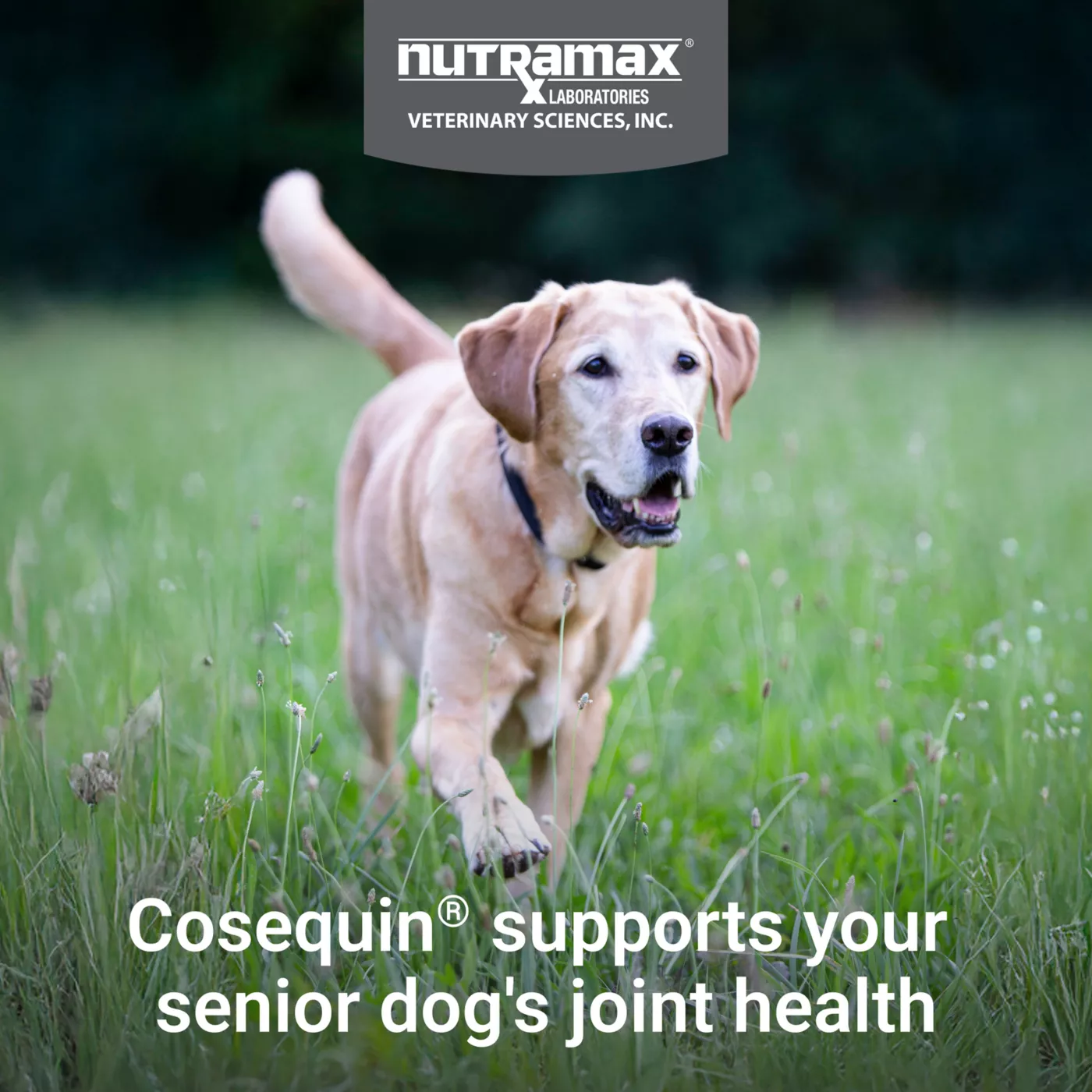 Cosequin Nutramax Professional Joint Health Senior Dog Supplement Soft Chew