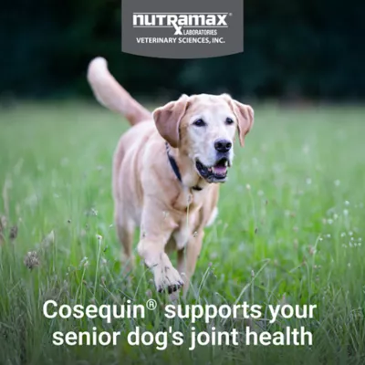 Nutramax Cosequin Joint Health Supplement for Senior Dogs Maximum Strength Soft Chews 60 Count