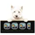 Cesar Home Delights Adult Wet Dog Food Pot Roast & Chicken Variety Pack, 12ct image thumbnail 5