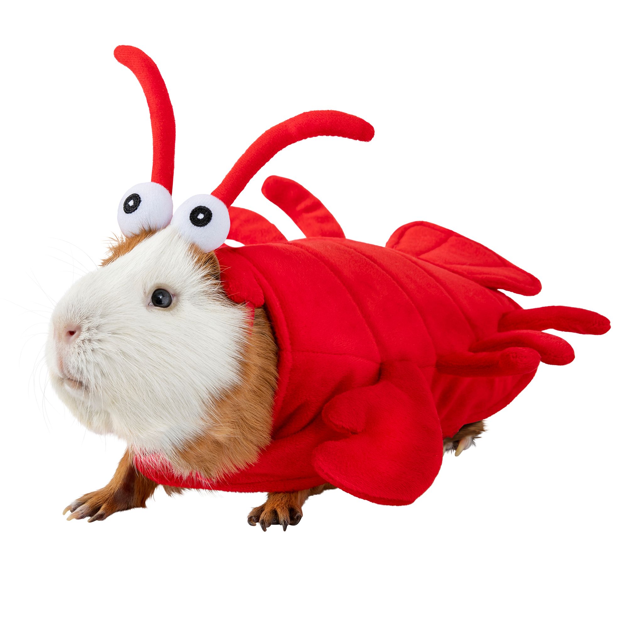 petsmart small animal costumes