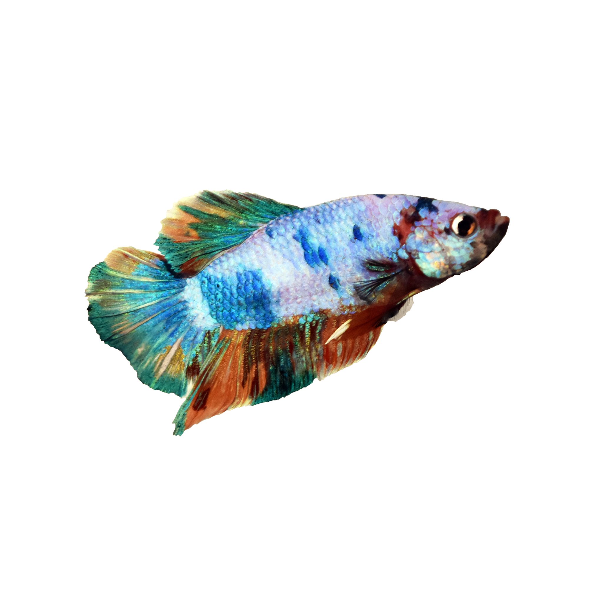 Rainbow Male Betta Fish Fish Goldfish Betta More Petsmart