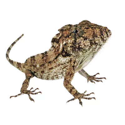 Product Cuban False Chameleon