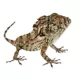 Product Cuban False Chameleon