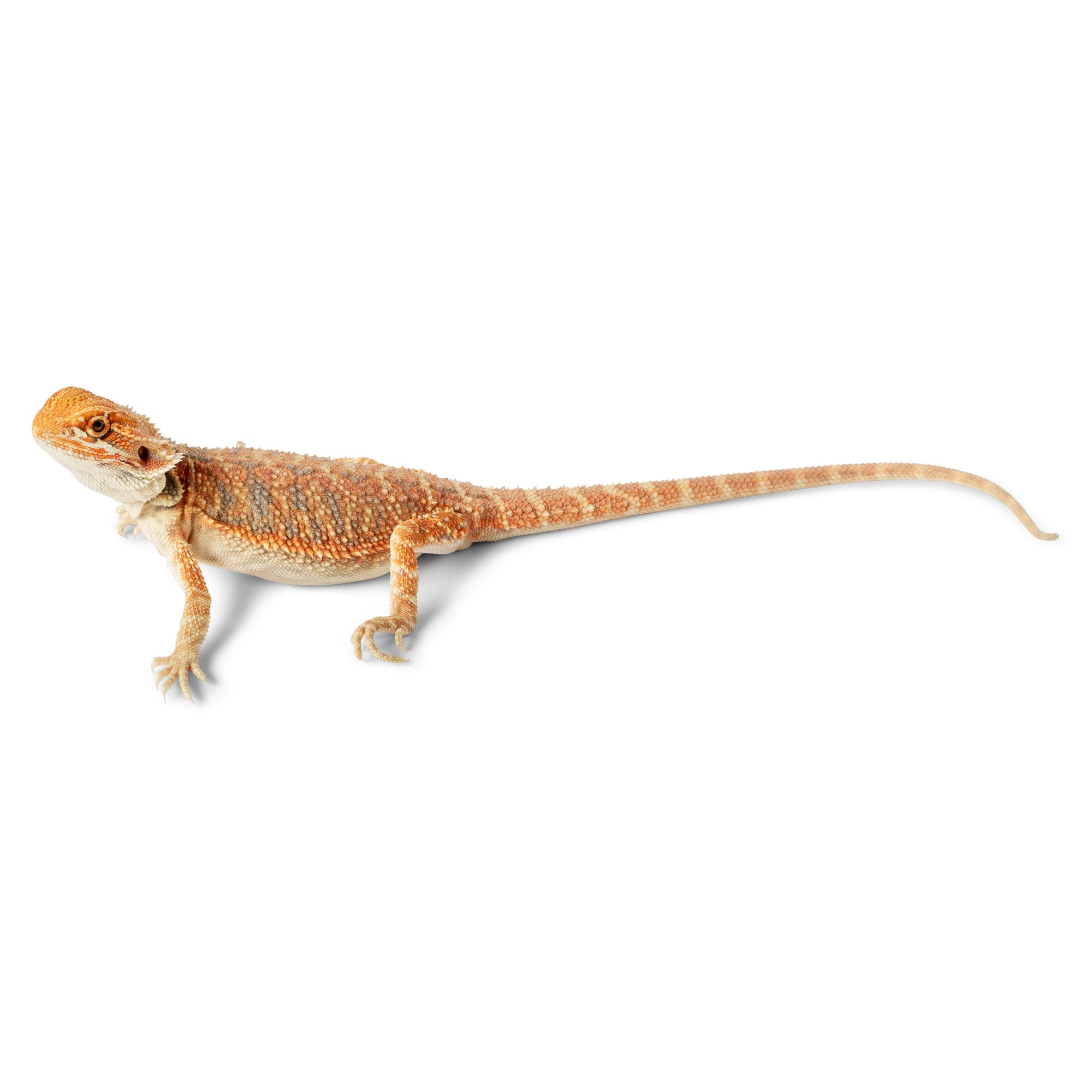 Petsmart lizards 2024