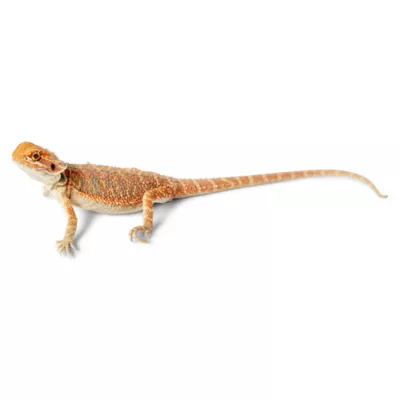 Product Very Red Bearded Dragon