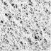Snoozer® Premium Forgiveness Crate Pad image thumbnail 4