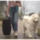 Product Snoozer® Plush Bed in a Bag Travel Luggage Dog Bed