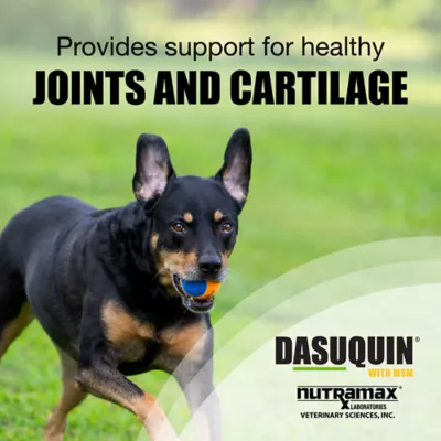 Product Nutramax® Dasuquin® with MSM - Soft Chew Joint Health Supplement for Large Dogs - 84 Count