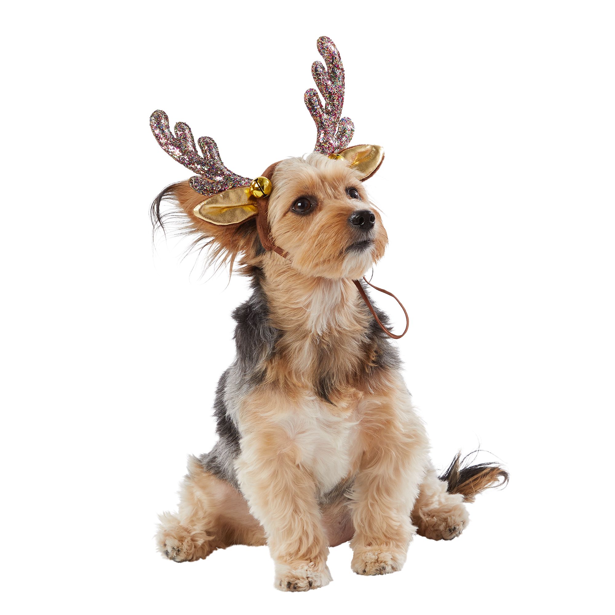 dog hawaiian shirt petsmart