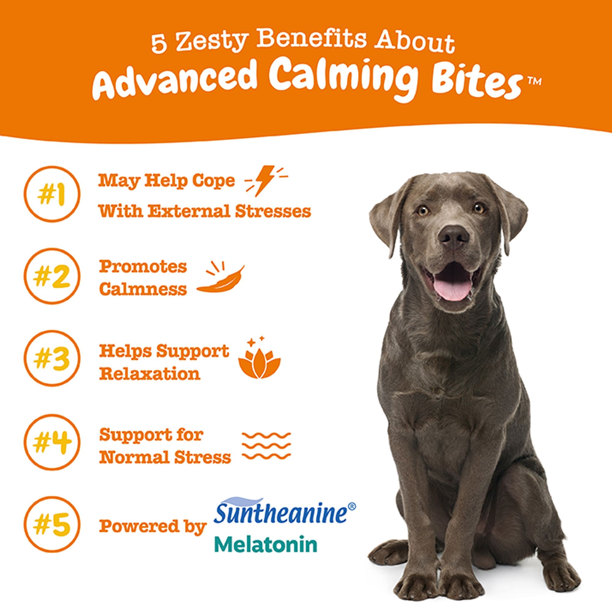zesty paws calming bites for dogs