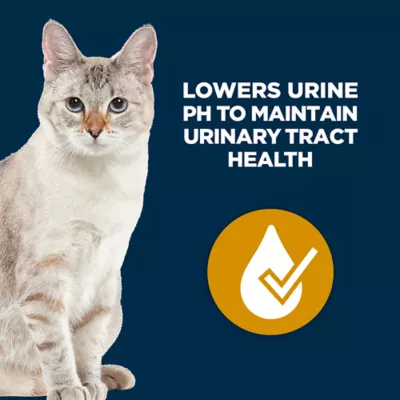 Cat food for urinary tract issues best sale