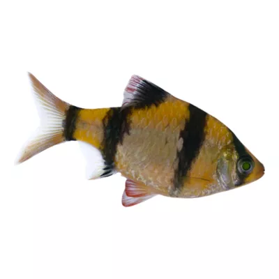 Glofish Short Fin Orange Barb