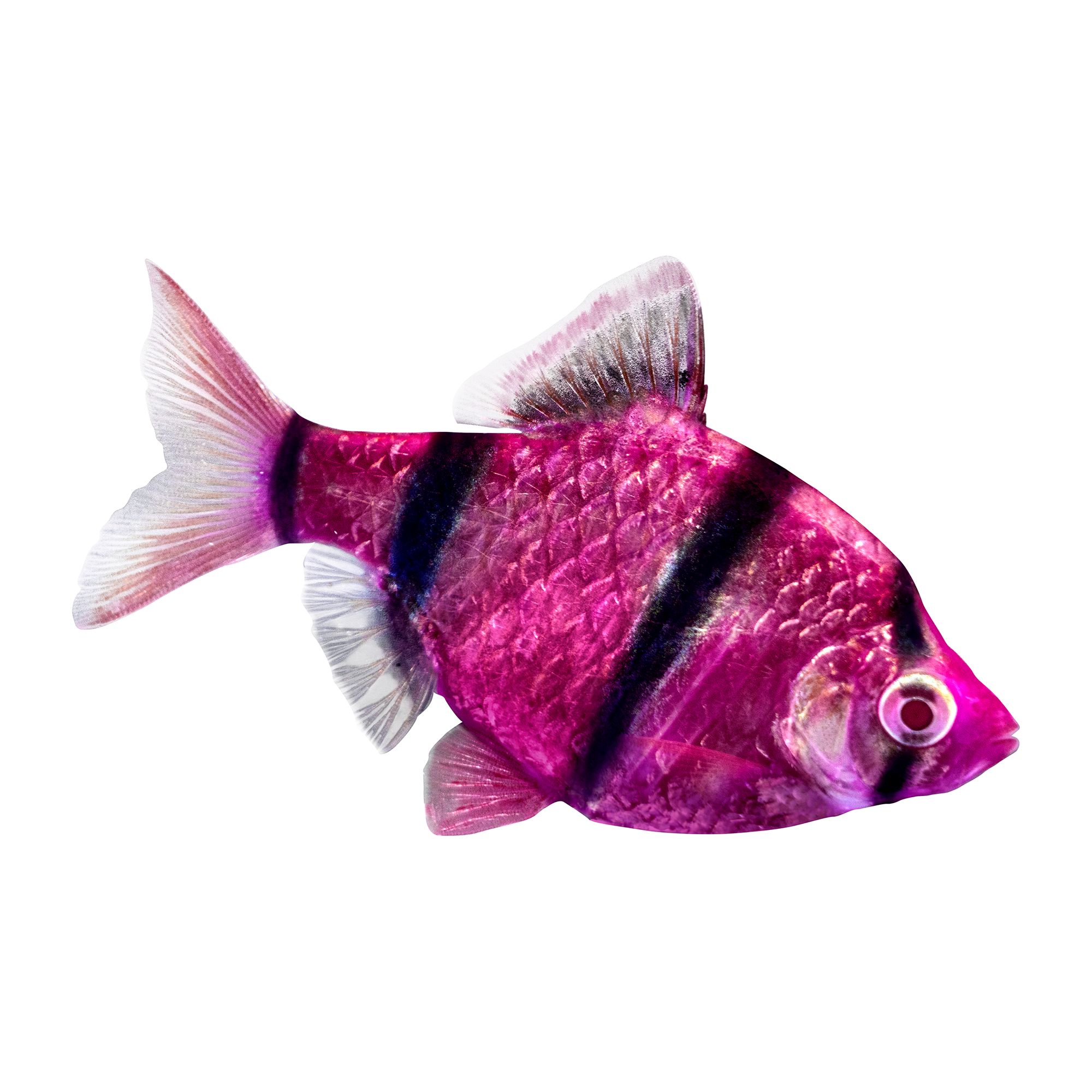 Glofish Short Fin Purple Barb fish Goldfish Betta More PetSmart