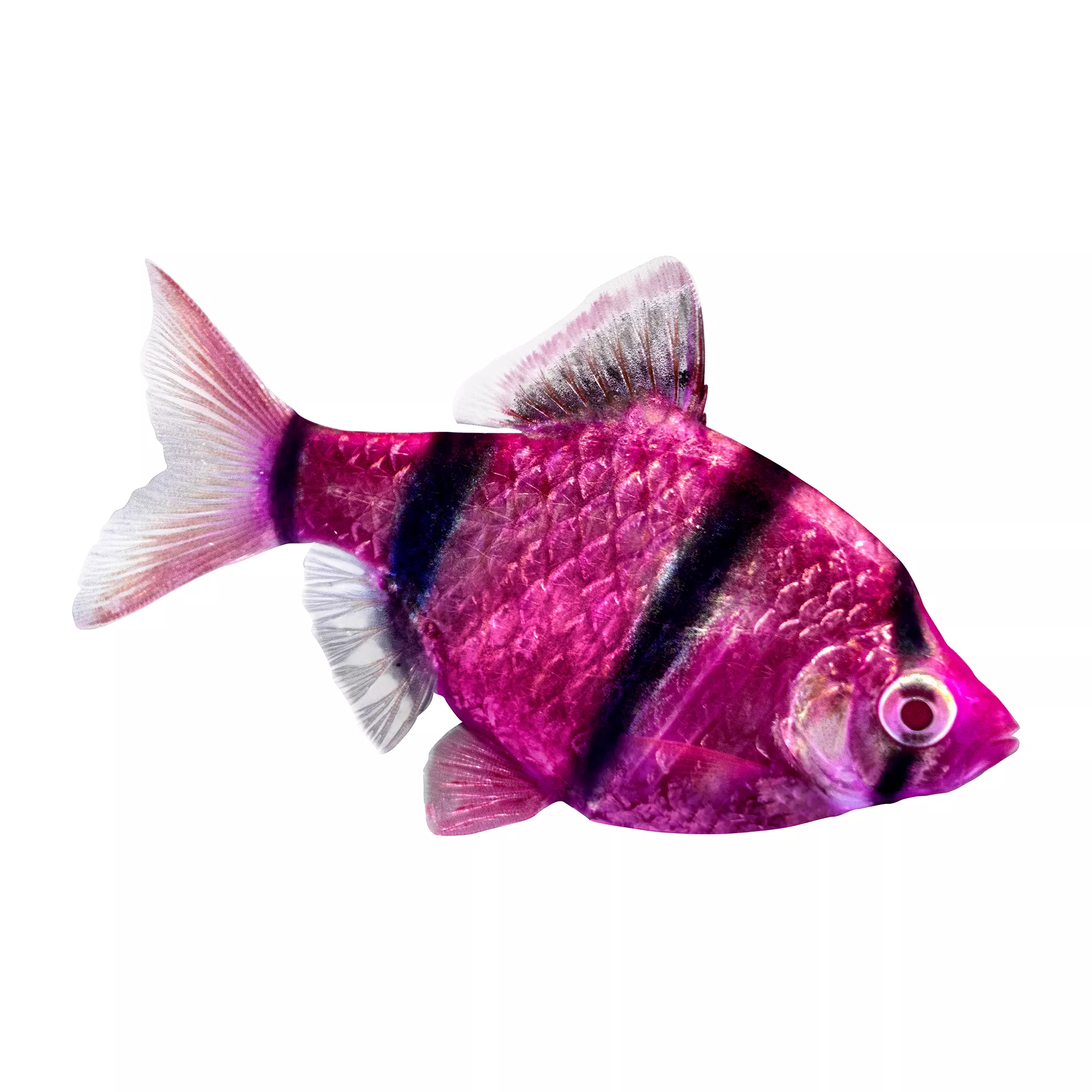 Glofish Short Fin Purple Barb