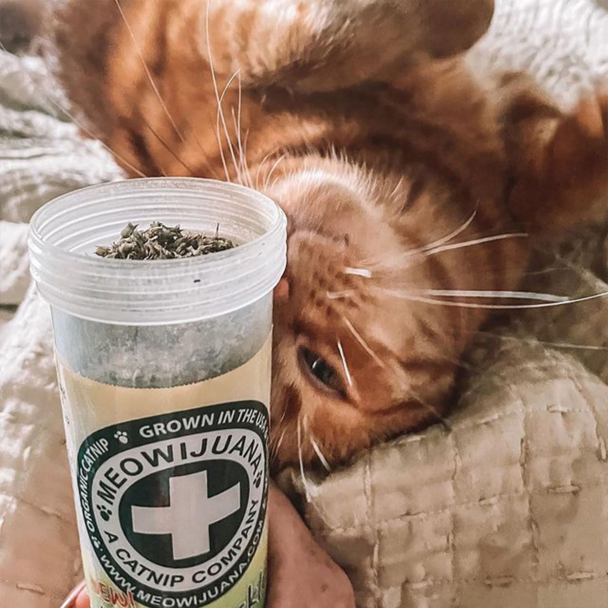 Meowijuana Honeysuckle Haze Catnip Toy - thumbnail 5