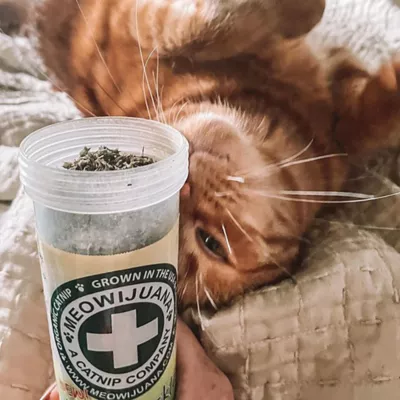 Product Meowijuana® Honeysuckle Haze Catnip