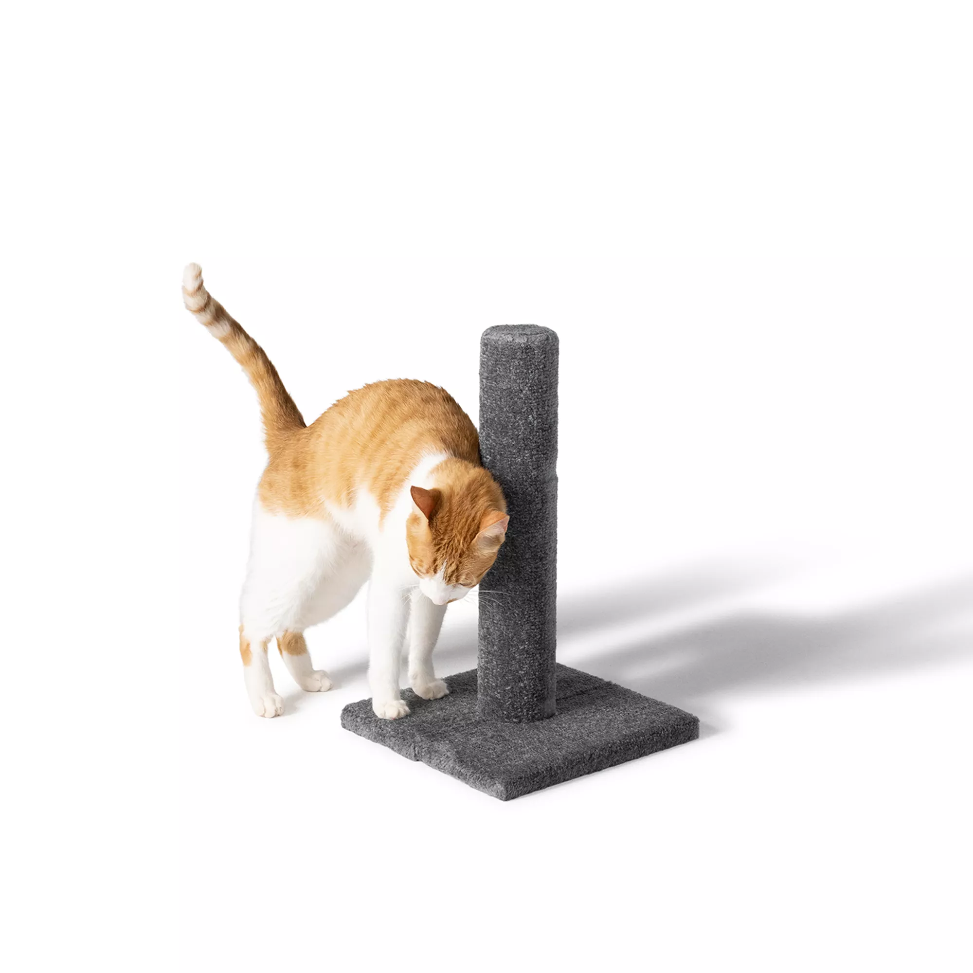 Whisker City® 19-in Carpet Scratching Post