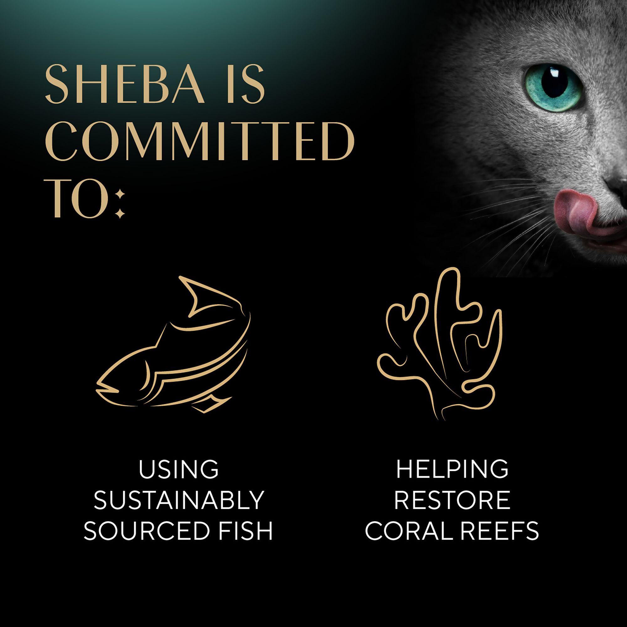 Sheba Bistro Perfect Portions Adult Wet Cat Food 2.64 Oz