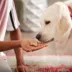 Milk-Bone Dipped Dog Treat All Ages - Peanut Butter image thumbnail 5