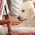 Milk-Bone Dipped Dog Treat All Ages - Vanilla Yogurt image thumbnail 5