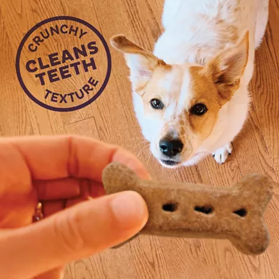 Product Old Mother Hubbard® P-Nuttier Large Biscuit Dog Treats - Natural
