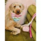 Product Pink Papyrus Maggie Pink Ombre Rope Dog Leash: 4-ft long