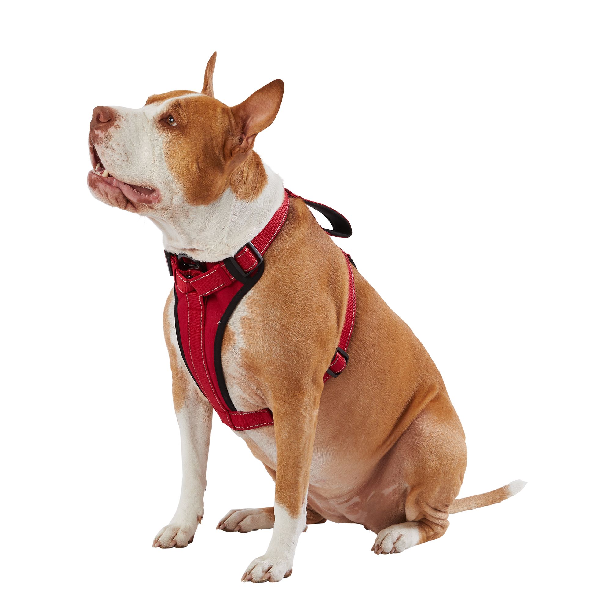 Kong Max Neoprene Padded Dog Harness in Red Size Small PetSmart