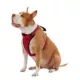 Product KONG® MAX Neoprene Padded Dog Harness