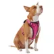 Product KONG® MAX Neoprene Padded Dog Harness