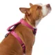 Product KONG® MAX Neoprene Padded Dog Harness