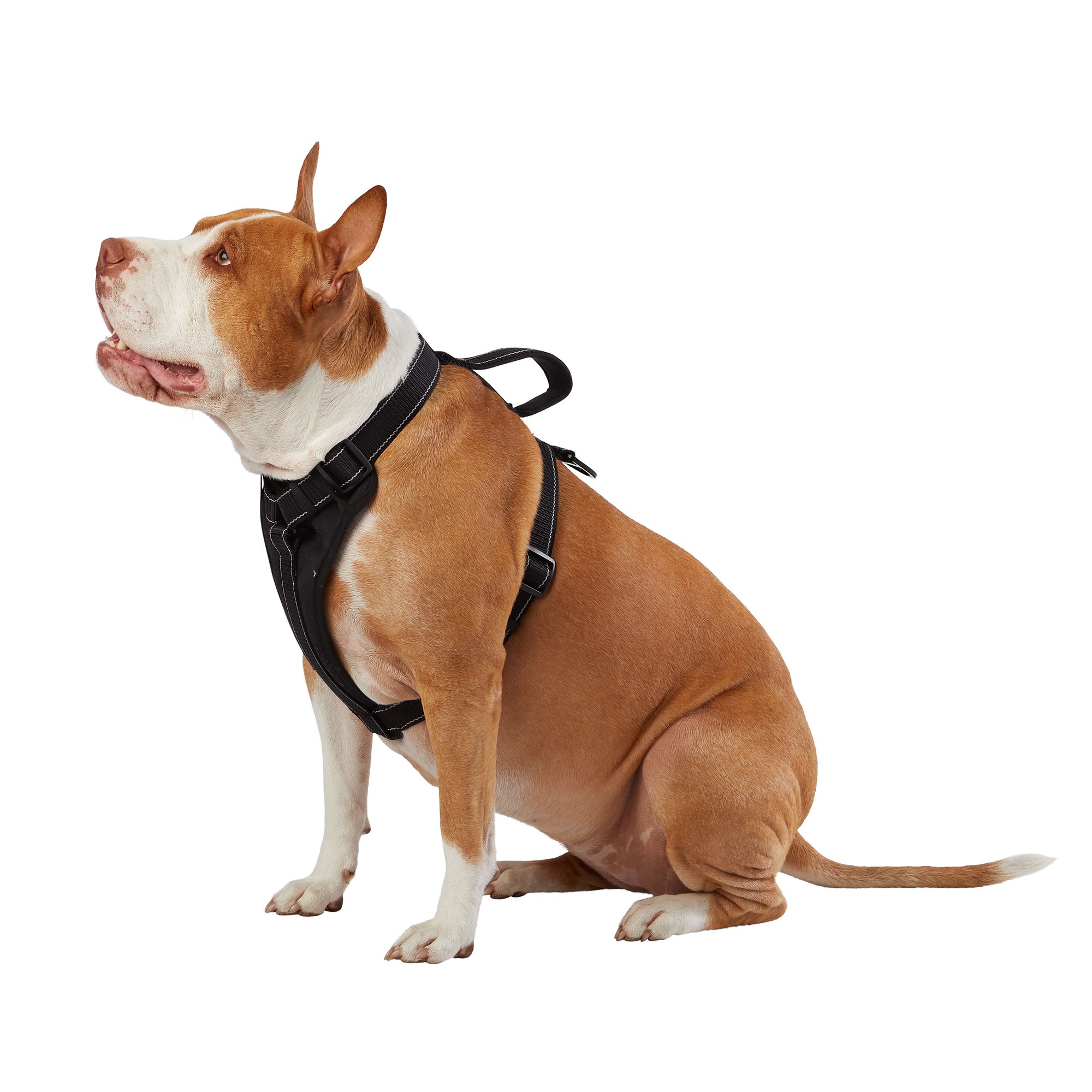 Petsmart no pull harness best sale