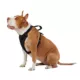 Product KONG® MAX Neoprene Padded Dog Harness