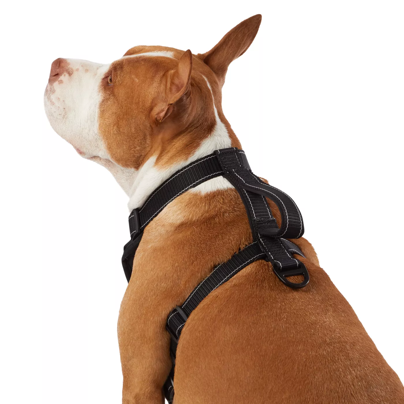 Dog it padded harness best sale