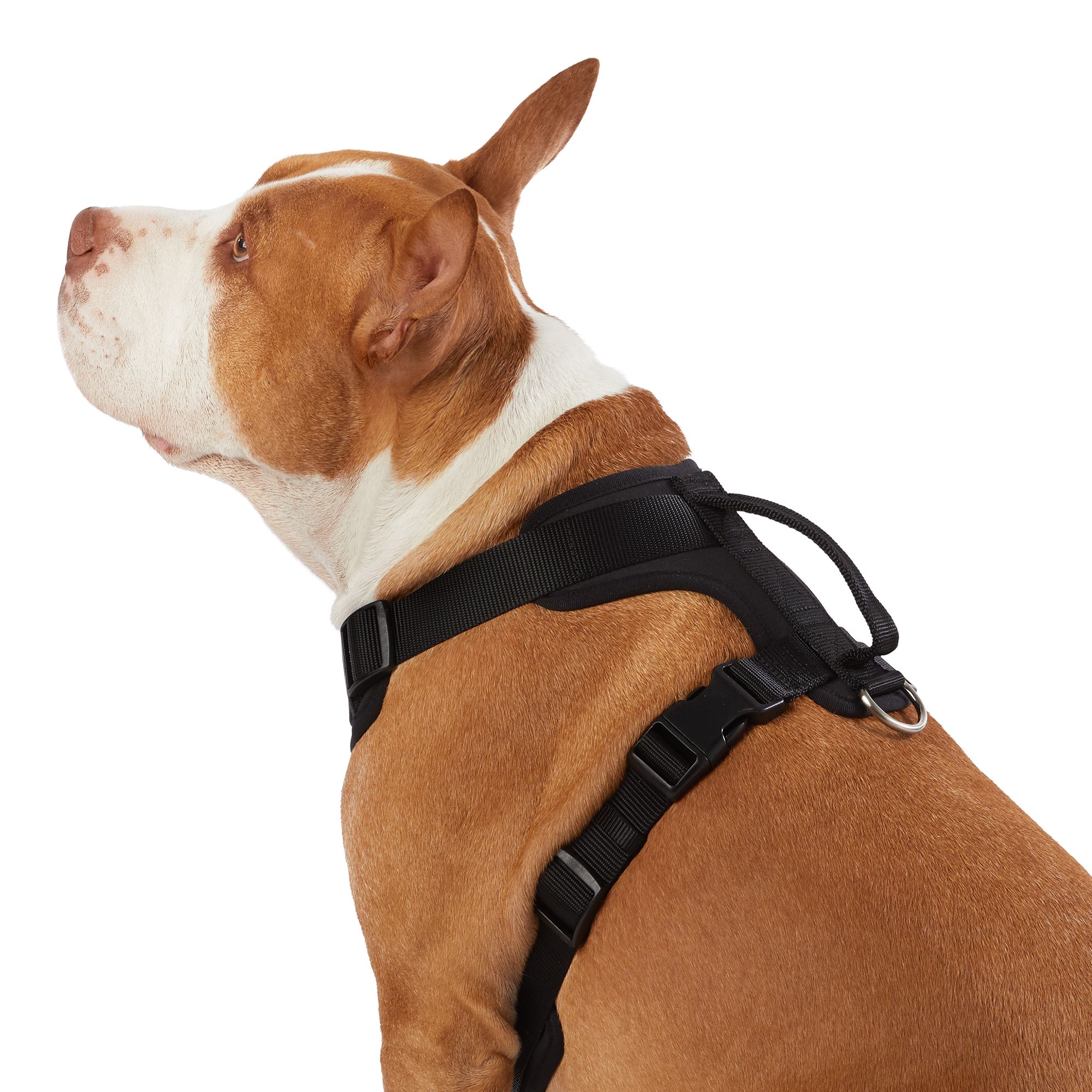 Top paw step store in dog harness