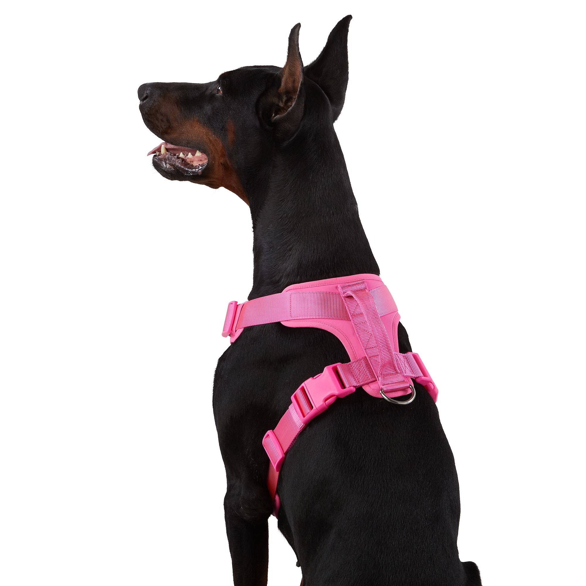 Top Paw Neoprene Comfort Dog Harness Dog Harnesses Petsmart