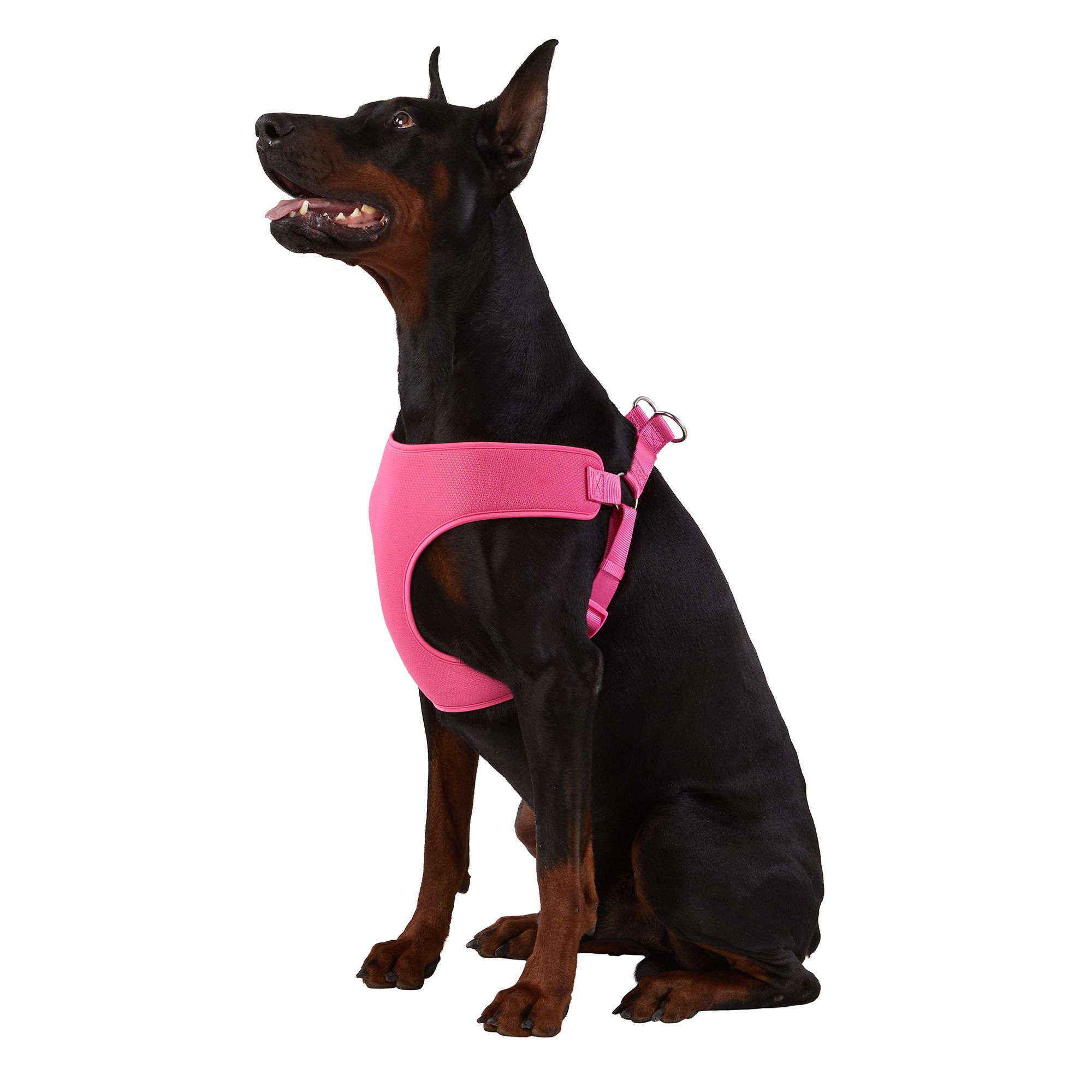 Petsmart top shop paw harness